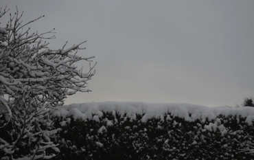 left hedge snowed on